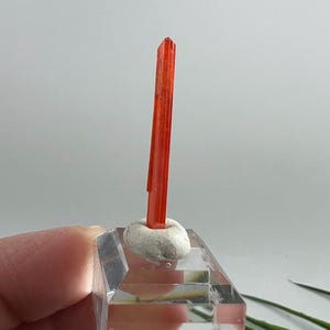 Könnte beinhalten: Eine leuchtend orange-rote Mineralprobe steht auf einem klaren, facettierten Sockel. Das Mineral ist ein schlanker, länglicher Kristall, der auf einer kleinen, runden, cremefarbenen Basis montiert ist. Der Sockel wird von einer Hand gehalten.