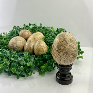 Stunning Fossil Egg (Polished) , Mineral , Gem , Stone , Rock , Gift , Collection , N2369