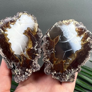 Könnte beinhalten: Zwei Hälften einer Geode mit einer dunkelbraunen, texturierten Außenkruste und einem glatten, polierten Inneren. Die Mitte jedes Stücks zeigt einen weißen und durchscheinend grauen kristallinen Kern, umgeben von dunkelbraunen und goldgelben Mineralbändern.