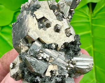 Unique Twisted  Pyrite, Floating Pyrite and Chlorite from Borieva mine, Madan, Bulgaria, Crystal, Mineral, N0785