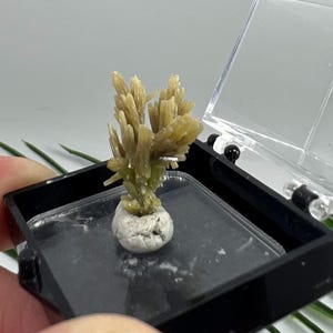 May include: A small, light-colored mineral specimen with a spiky, radiating structure, displayed in a black plastic case with a clear lid. The mineral sits on a small, rounded, white base. The case is open, revealing the specimen.