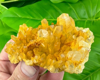 Amazing Quartz covered with Limonite from Djurkovo  mine, Laki, Bulgaria, Natural Crystal , collection , N0976