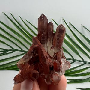 Puede incluir: Un grupo de cristales de cuarzo de color rojo intenso, teñidos por hierro, con terminaciones afiladas y puntiagudas. El espécimen mineral presenta una base rugosa y texturizada con múltiples puntas de cristal marrón rojizo, de opacas a translúcidas.