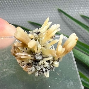 May include: Close-up of a cluster of light yellow crystal formations with a mix of gray and white mineral inclusions. The crystals have a radiating, spiky appearance. The background is a soft green and gray.