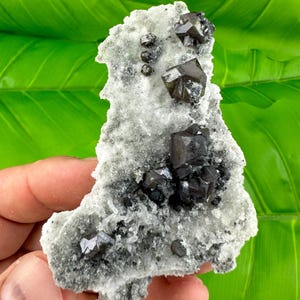 May include: A cluster of black, shiny, and sharp crystals on a white, rough, and textured rock. The rock is about 5 inches tall and 4 inches wide.