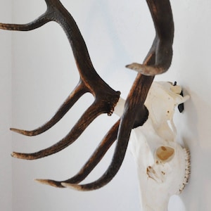 Große DEAD ON DISPLAY Schädel-Aufhänger | Schädel Halterung