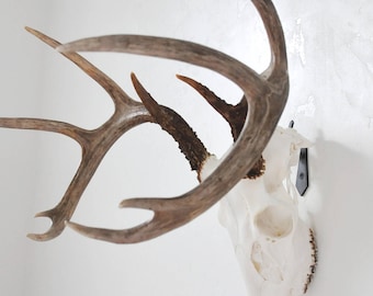 Medium DEAD ON DISPLAY European Mount Skull Hanger | Skull Bracket