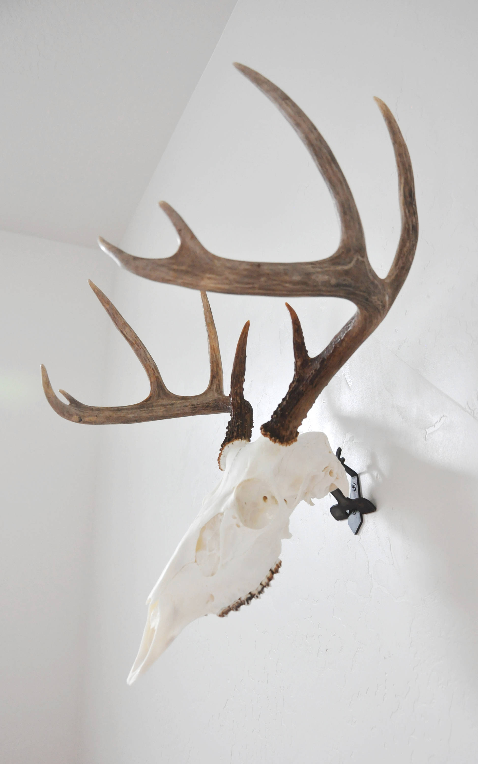 15+ Taxidermy Wall Mounting Brackets MirinClarisse