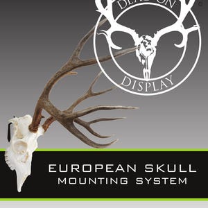 Medium DEAD ON DISPLAY European Mount Skull Hanger | Skull Bracket image 3