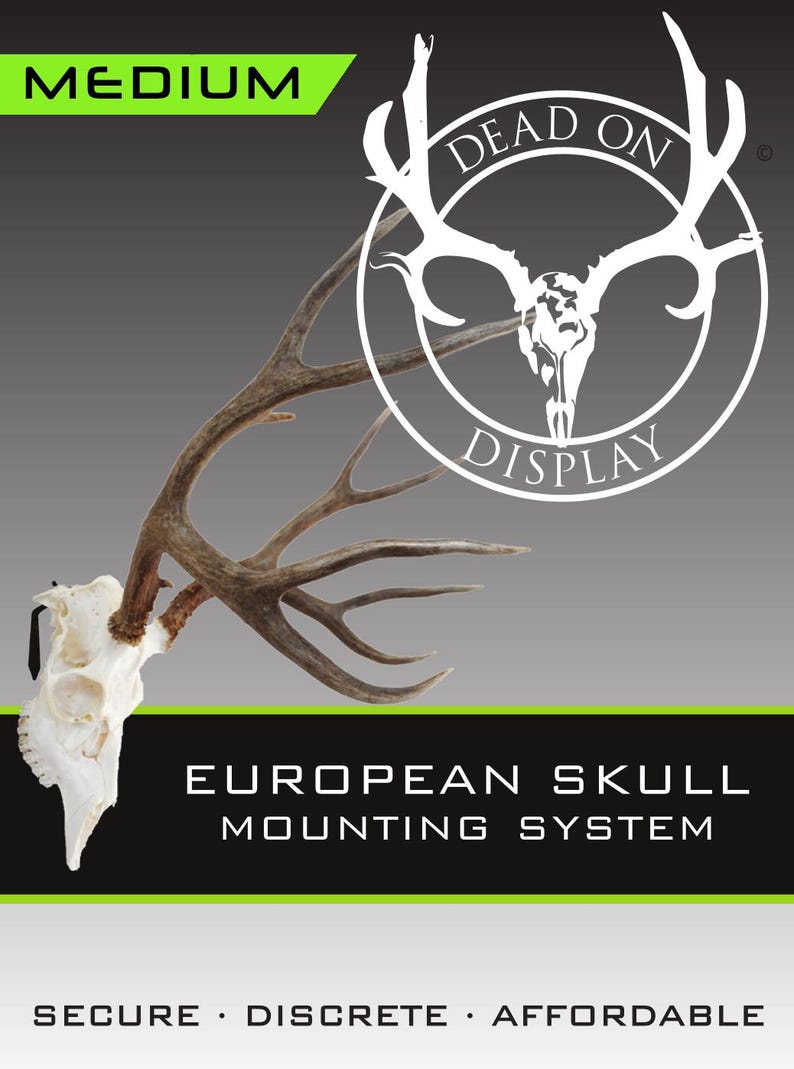 Medium DEAD ON DISPLAY European Mount Skull Hanger | Skull Bracket image 3