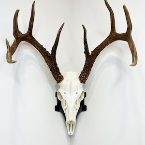 May include: A white deer skull with large antlers mounted on a black wall mount. The antlers are brown and have a rough texture.