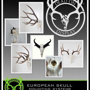 Medium DEAD ON DISPLAY European Mount Skull Hanger | Skull Bracket image 5