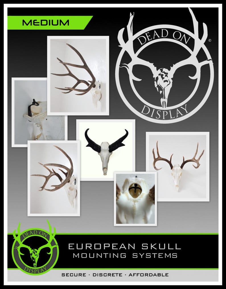 Medium DEAD ON DISPLAY European Mount Skull Hanger | Skull Bracket image 5