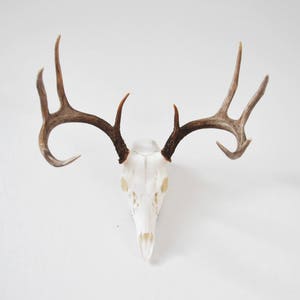 european mount bracket,deer european mount hanger, Deer european bracket, whitetail deer, skull hanger, skull bracket, euro mount bracket.