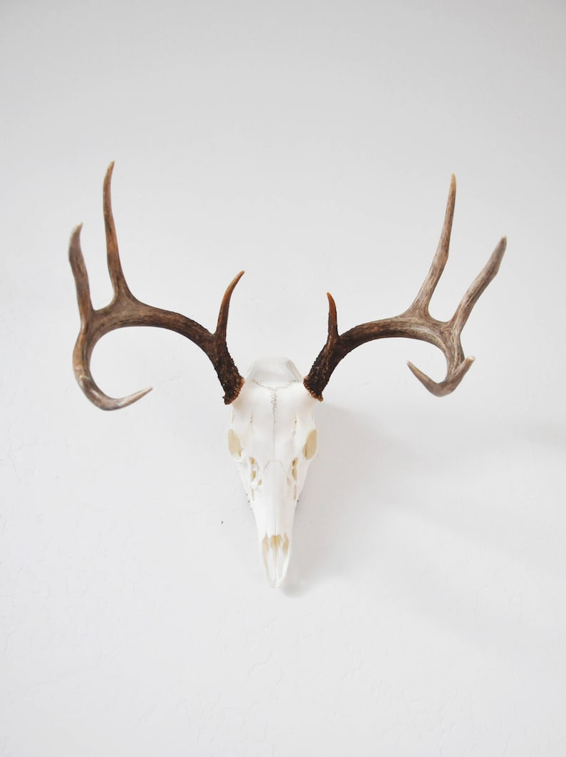 european mount bracket,deer european mount hanger, Deer european bracket, whitetail deer, skull hanger, skull bracket, euro mount bracket.