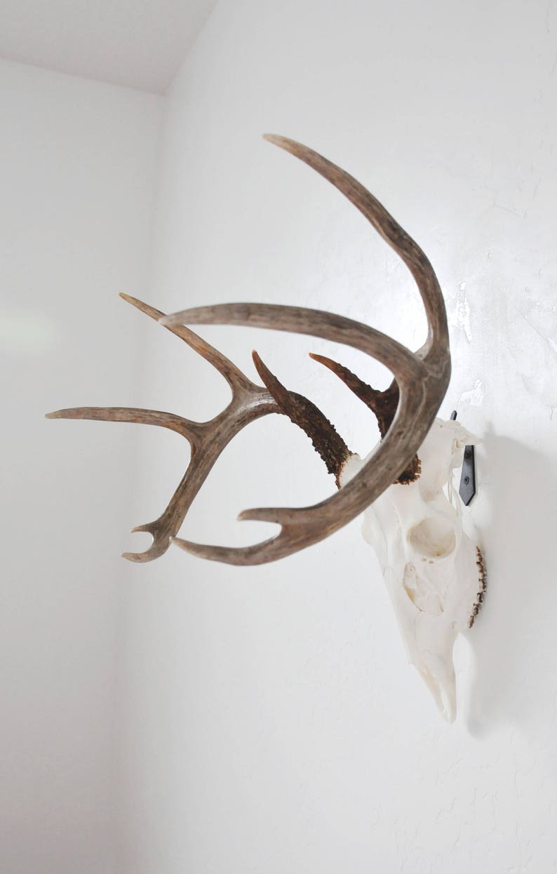 european mount bracket,deer european mount hanger, Deer european bracket, whitetail deer, skull hanger, skull bracket, euro mount bracket.