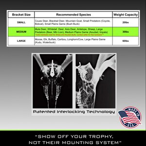 Medium DEAD ON DISPLAY European Mount Skull Hanger | Skull Bracket image 4