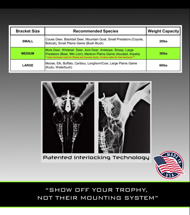 Medium DEAD ON DISPLAY European Mount Skull Hanger | Skull Bracket image 4
