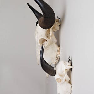 european mount bracket,deer european mount hanger, Deer european bracket, whitetail deer, skull hanger, skull bracket, euro mount bracket.