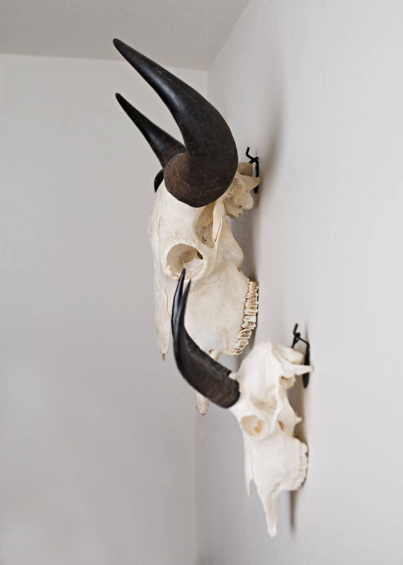 european mount bracket,deer european mount hanger, Deer european bracket, whitetail deer, skull hanger, skull bracket, euro mount bracket.