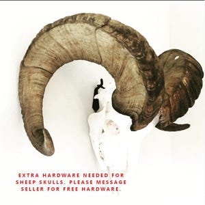 Medium DEAD ON DISPLAY European Mount Skull Hanger | Skull Bracket image 9