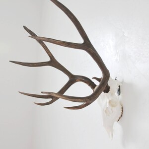 european mount bracket,deer european mount hanger, Deer european bracket, whitetail deer, skull hanger, skull bracket, euro mount bracket.
