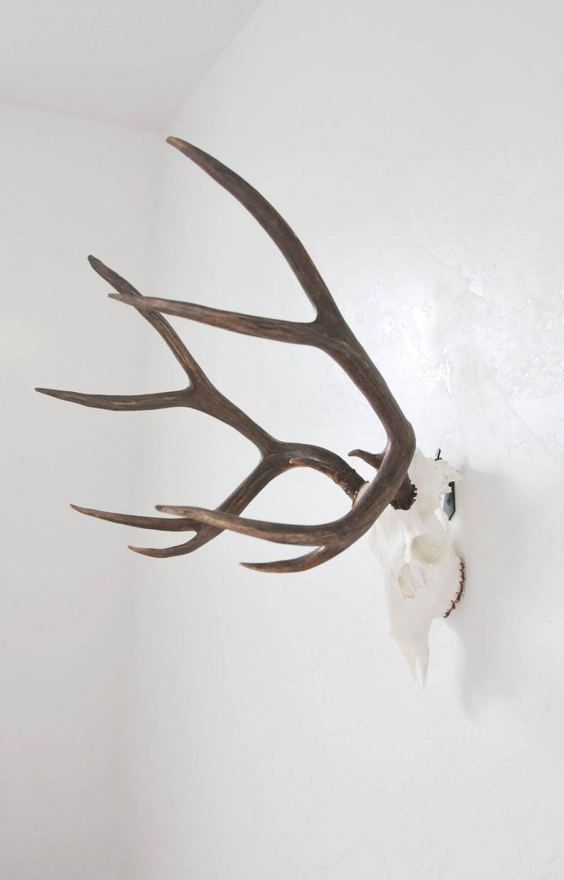 european mount bracket,deer european mount hanger, Deer european bracket, whitetail deer, skull hanger, skull bracket, euro mount bracket.