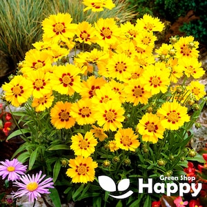 May include: A cluster of bright yellow flowers with red centers. The flowers are in full bloom and have a delicate, daisy-like appearance. The flowers are surrounded by green leaves.
