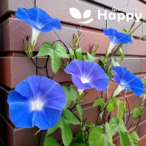 Morning Glory Ipomoea Nil Morning Call Mix 50 SEEDS Extra Large Flowers image 1