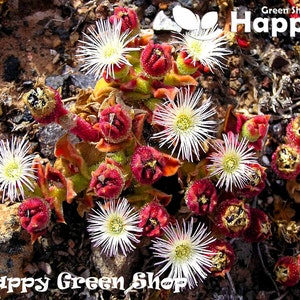May include: Close-up of a succulent plant with white flowers and red buds. The plant is growing in a rocky, sandy environment. The text "Happy Green Shop" is visible in the image.