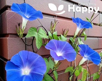 Morning Glory - Ipomoea Nil Morning Call Mix - 50 GRAINES - Fleurs Extra Larges