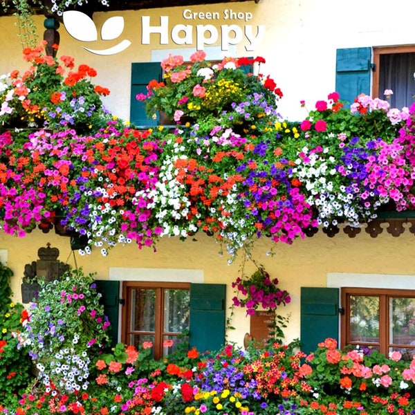 BALCONY FLOWER MIX 0.5g seeds - Lobelia Petunia Marigold Busy Lizzie Snapdragon