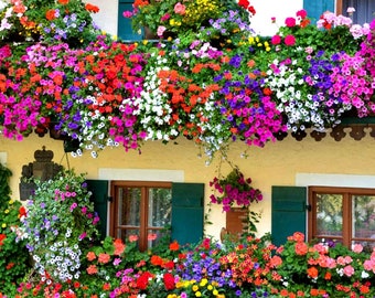 BALCONY FLOWER MIX 0.5g seeds - Lobelia Petunia Marigold Busy Lizzie Snapdragon