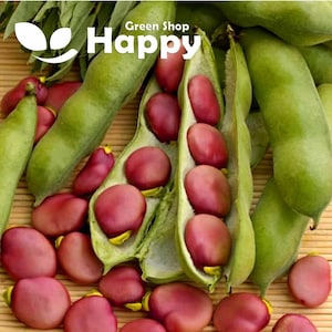 May include: Close-up of broad beans in their pods. The pods are green and the beans are a vibrant red-purple colour. The beans are scattered on a woven surface.