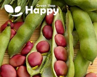 Karmazyn - Broad Bean - 15 Seeds - Pink fava beans Vicia fava - Sow In February