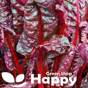 May include: Close-up of vibrant red and green Swiss chard leaves. The leaves have a deep red colour with green veins and a textured surface. The stems are also red. The text "Green Shop Happy" is visible in the lower right corner of the image.