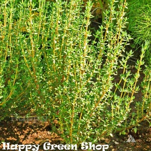 May include: A close-up of a green thyme plant growing in a garden. The plant has many small, green leaves and thin stems. The plant is growing in a bed of brown soil. The text "Happy Green Shop" is visible at the bottom of the image.