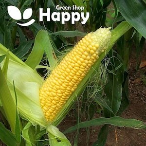 May include: A close-up of a yellow ear of corn with green husks. The corn is partially shucked, revealing the kernels. The text "Green Shop Happy" is visible in the background.