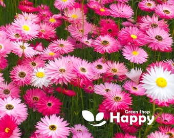 Könnte beinhalten: Ein Feld mit rosa und weißen Strohblumen. Die Blumen sind in voller Blüte und haben eine zarte, papierartige Textur. Die Blumen sind in einem zufälligen Muster angeordnet, was ein wunderschönes und natürliches Aussehen erzeugt.