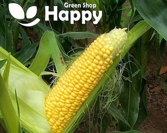 May include: A close-up of a yellow ear of corn with green husks. The corn is partially shucked, revealing the kernels. The text "Green Shop Happy" is visible in the background.