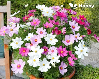 DWERG KOSMOS vroege bloem vega - 300 zaden - Cosmos bipinnatus - weidebloem