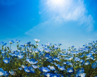 Baby Blue Eyes - 1000 Samen - Nemophila menziesii insignis - Einjährige Blume
