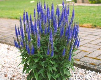 SPIKED SPEEDWELL - Veronica Spicata - 1300 graines - Fleur de rocaille vivace