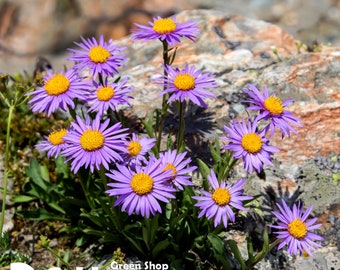 ALPINE ASTER Mixed COLOURS - 150 seeds - Aster Alpinus - Rockery Flower