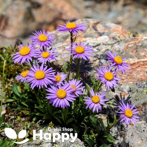 ALPINE ASTER Mixed COLOURS 150 seeds Aster Alpinus Rockery Flower image 1