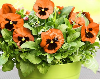 300 seeds - Pansy Flame - Orange with blotch - viola wittrockiana - biennial flower