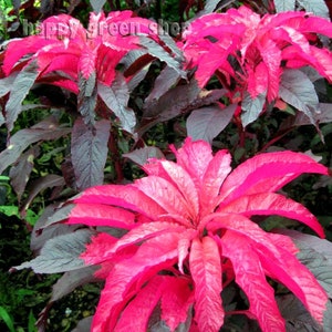 May include: A close-up of a vibrant pink amaranth plant with dark green leaves. The plant has a feathery, plume-like appearance.