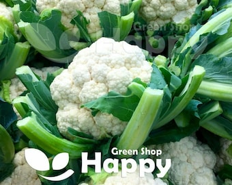 150 weiße Blumenkohl-Beta-Samen | Brassica oleracea | Große weiße Blumenkohl-Gemüsesamen