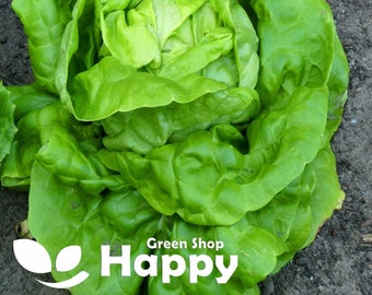 Lattuga cappuccio 'Tutto l'anno' - 2000 semi - (Lactuca sativa)