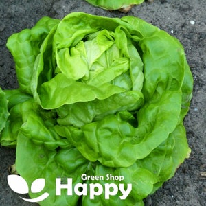 Butterhead lettuce 'All year round' - 2000 seeds - (Lactuca sativa)